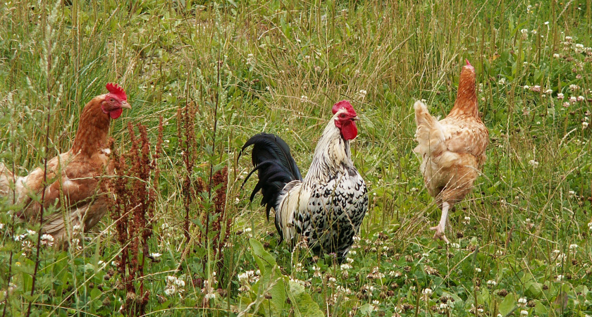 Как увеличить яйценоскость кур в зимний период