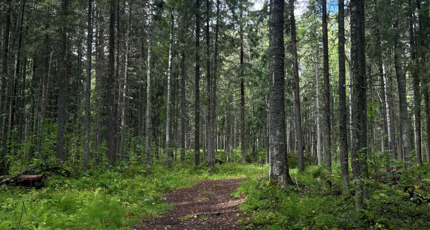 В Коми нашли погибшим 78-летнего учителя в лесу