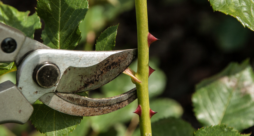 Необрезаемые растения: как сохранить цветение весной