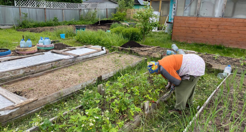 Осенняя защита урожая: как капустные листья помогают бороться со слизнями