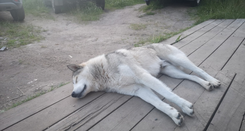 Власти Сосногорска ищут подрядчика для отлова и стерилизации бездомных собак