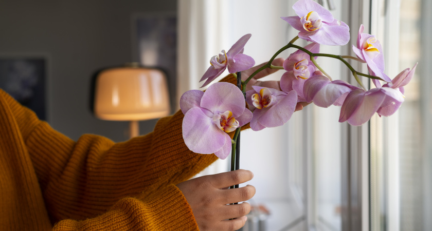 Молочная подкормка для орхидей: как добиться роскошного цветения