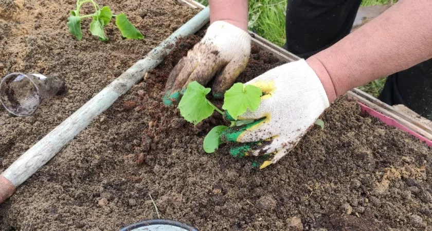 Канадская грядка для огурцов: готовим в октябре, собираем урожай все лето