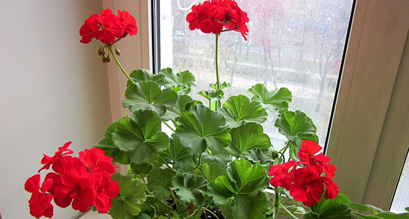 Луковая шелуха для пеларгонии: секрет пышного цветения от опытных цветоводов