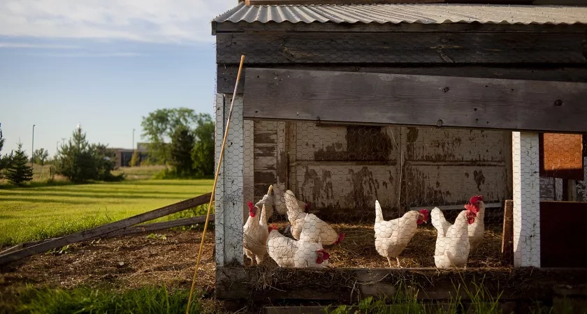 Самые "выгодные" птицы в деревне уже не куры: почему селяне и дачники резко поменяли интересы
