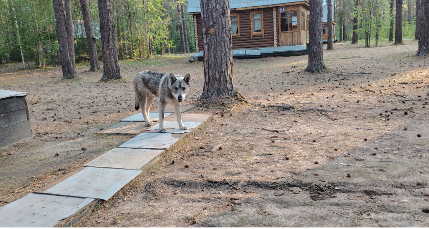 Почему этих людей собаки ненавидят: ученые выяснили - собачья интуиция не обманывает