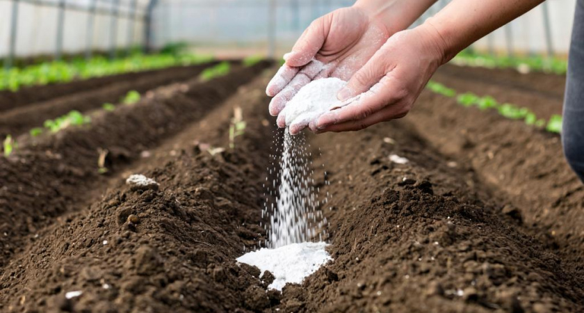 Осеннее оздоровление теплицы: простой способ восстановить почву за зиму