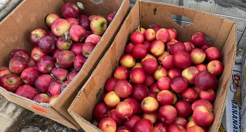 Огородная щедрость: почему не стоит раздавать урожай направо и налево?