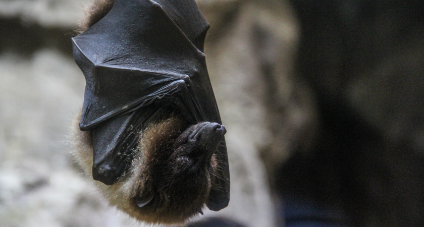 Летучие мыши всё чаще наведываются в дома ухтинцев