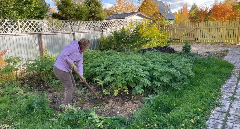 Горчицу, фацелию не использую: нашла сидерат, после которого почва будет пушистой, как перина — даже червям до такого далеко