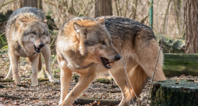 За что волки не любят собак — и почему они нападают даже без голода