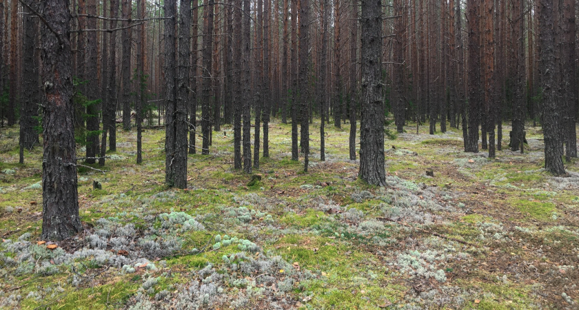 Возле Ухты охотники усмиряют медведя, наводящего страх на жителей