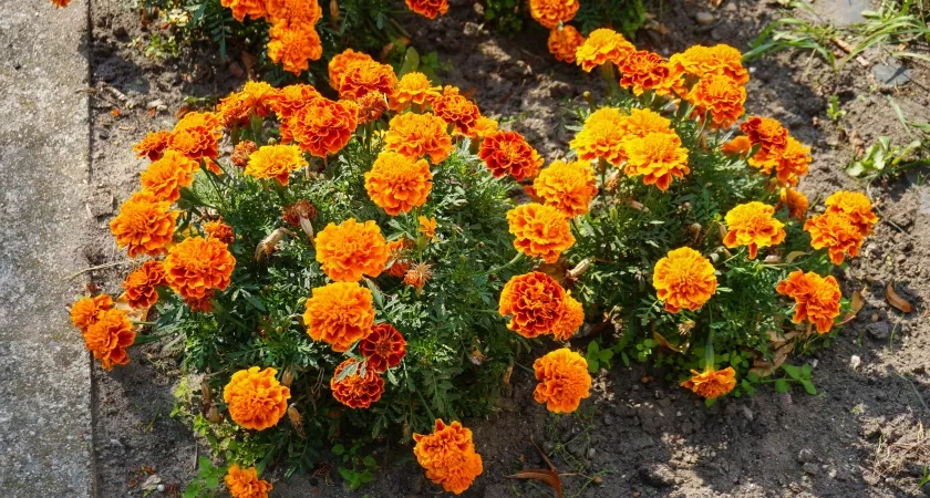 Заменила бархатцы более полезным цветком — это растение борется со многими вредителями вирусами и болезнями в огороде