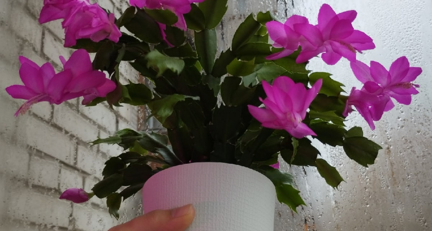 Яблочный эликсир для декабриста: как добиться пышного цветения