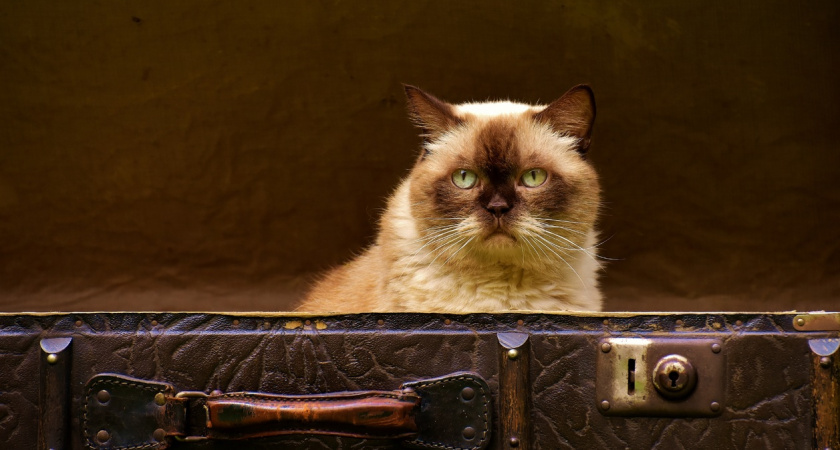 Кошачья старость – по факту и по мнению производителей кормов. Почему они стареют иначе, чем собаки