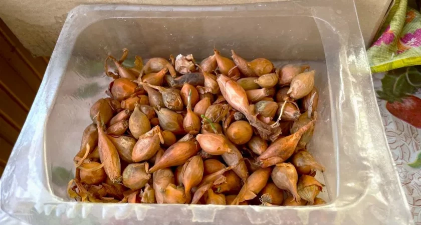 Решили посадить лук под зиму? Не допускайте этих ошибок, чтобы не лишиться урожая