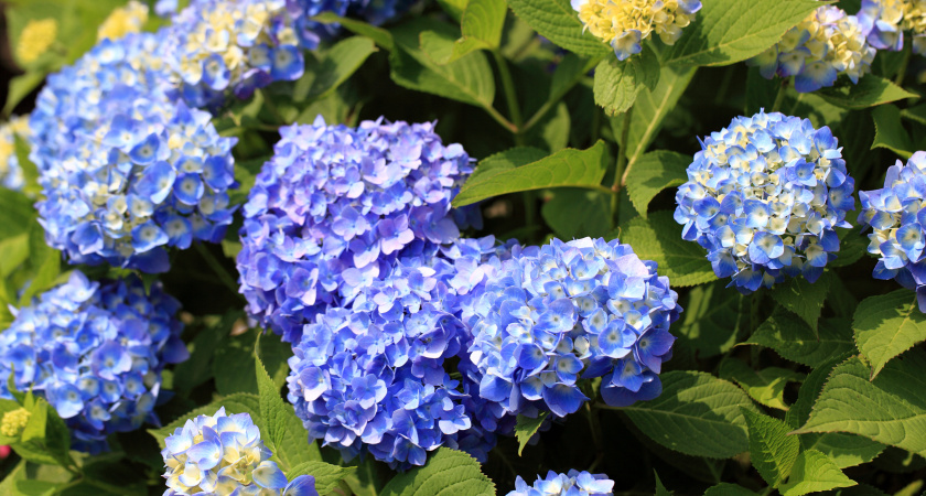 Осенняя подготовка гортензий: что укрывать, а что оставлять