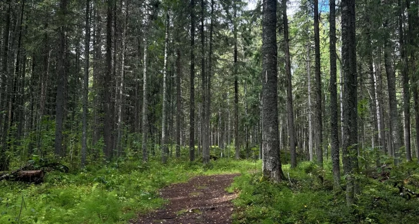 В Коми охотнику потребовалась помощь спасателей