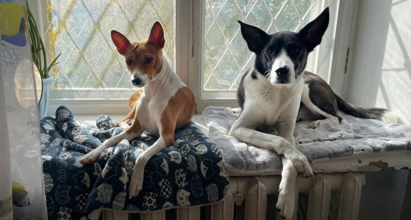 3 типа людей, которых собаки терпеть не могут: узнайте, входите ли вы в их число