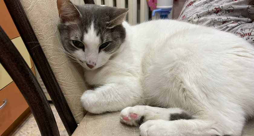 Не просто ласка: о чем на самом деле говорит кошачье вылизывание