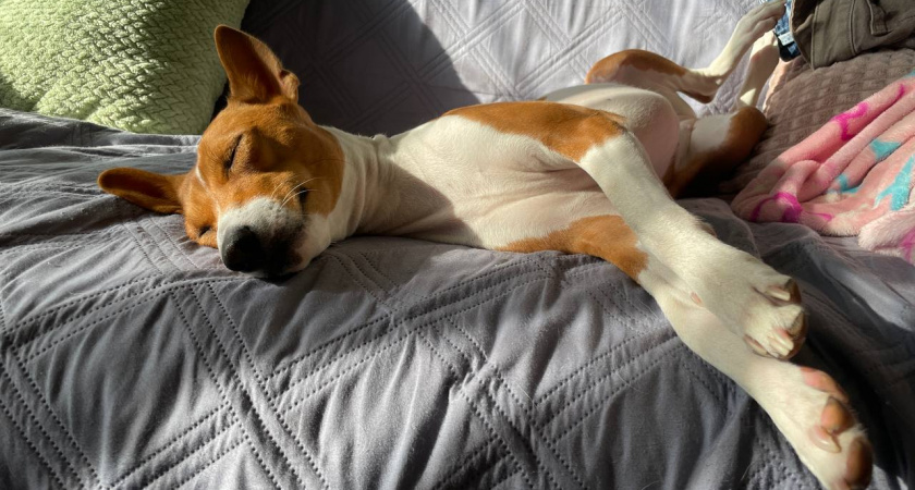 Не грызут мебель и не воняют псиной: три самые аккуратные породы собак - идеальны для квартиры