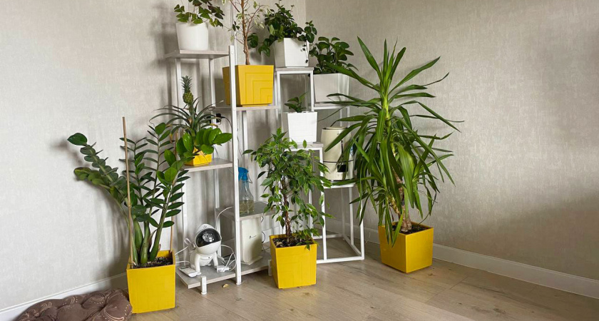 Дрожжевая подкормка для комнатных растений: рецепт для пышного роста