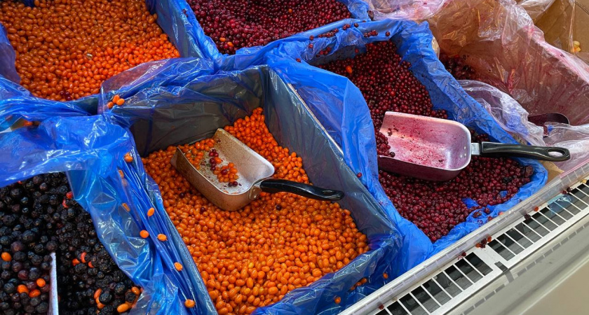 Опасная сладость: осторожно с виноградом - в чем угроза?