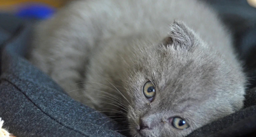 В Коми завершили пилотный проект по бесплатной стерилизации питомцев