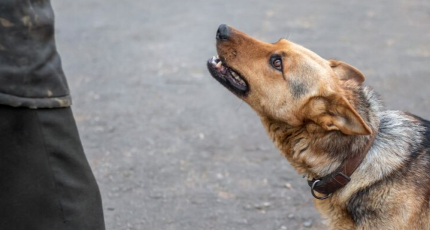 Как спастись от агрессивных собак: метод, который работает даже у 5-летних детей