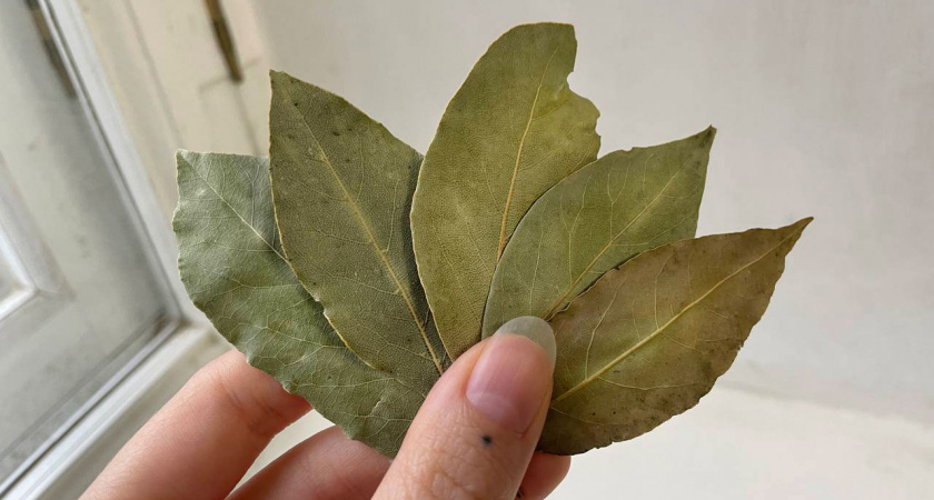 Лавровый лист засыпаю солью — весь октябрь не нарадуюсь своей хитрости: полезный лайфхак для всех домохозяек 