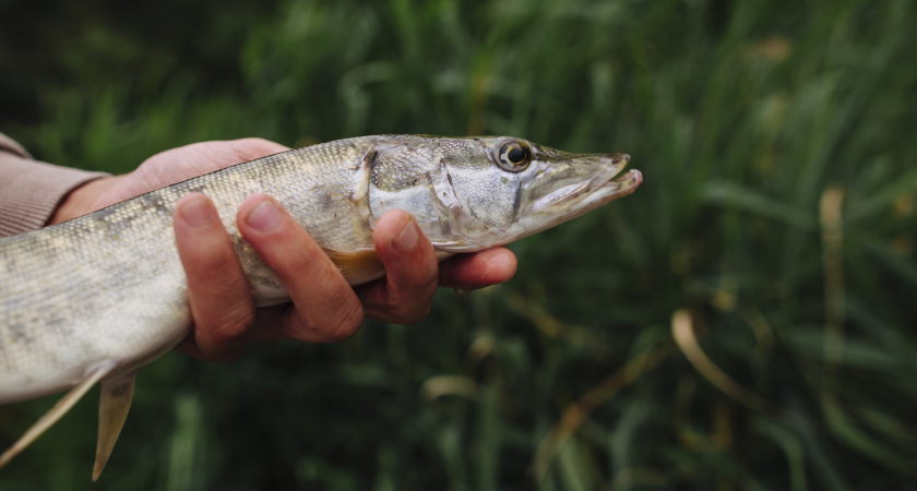Невидимая угроза: почему северную рыбу нельзя есть даже после приготовления
