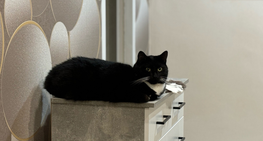 Почему кошки спят с человеком: 3 основные причины и важные моменты, о которых следует знать