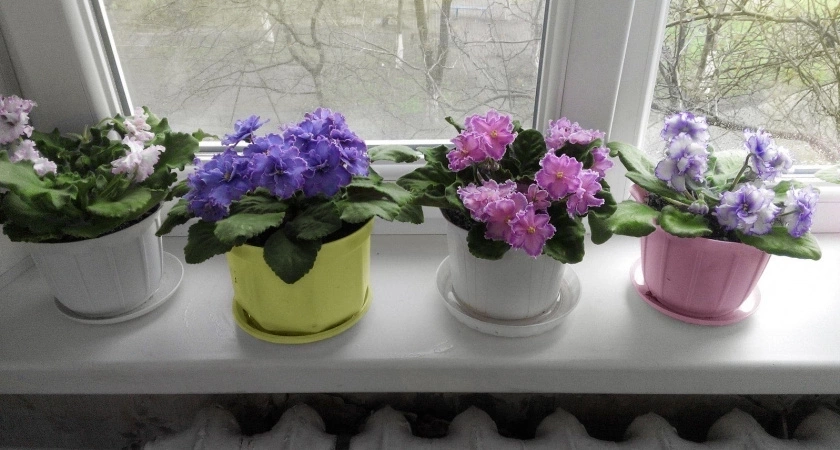 Лью в горшок — и фиалка становится неотразимой: цветёт так, словно на выставку готовится — бутонизация будет эталонной