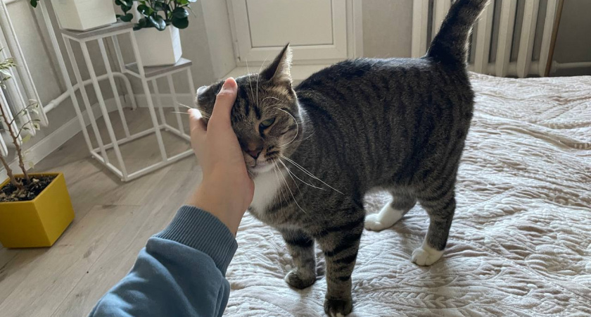 "Я Люблю Тебя" по-кошачьи: 5 сигналов того, что кошка привязана к вам