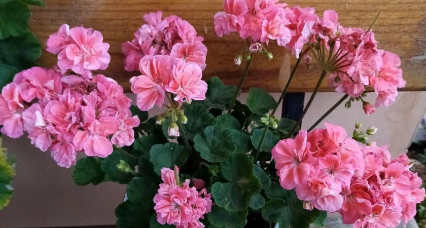 Что не любит герань? Жалею, что узнала об этом только сейчас