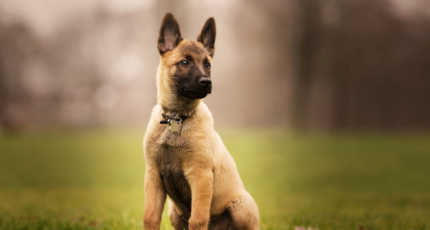 10 недостатков немецких овчарок, о которые скрывают заводчики - нужно знать каждому