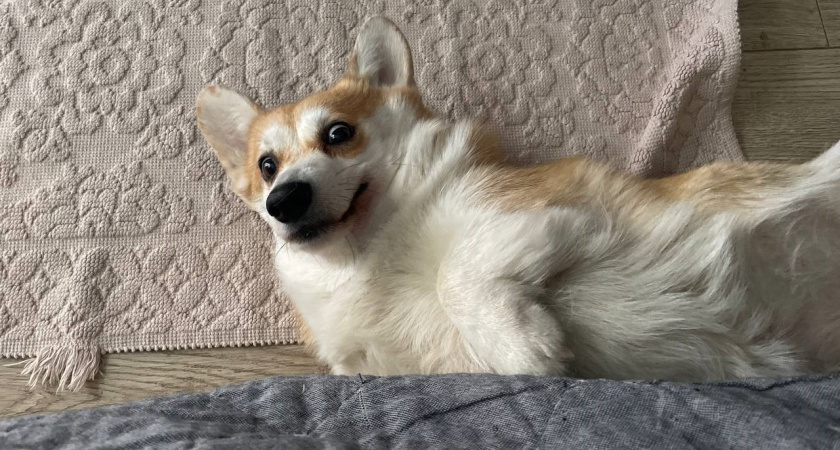 Идеальные квартирные соседи: Три породы собак, которые не грызут мебель и не пахнут