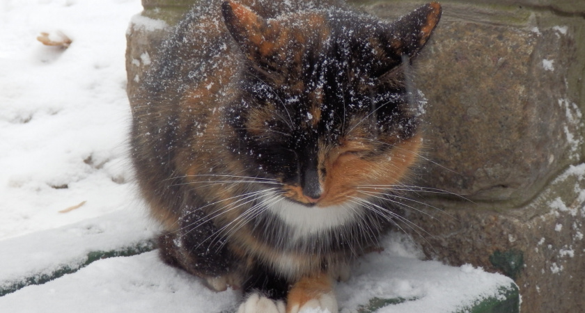 Холодно ли кошкам зимой на улице и как они переносят морозы?