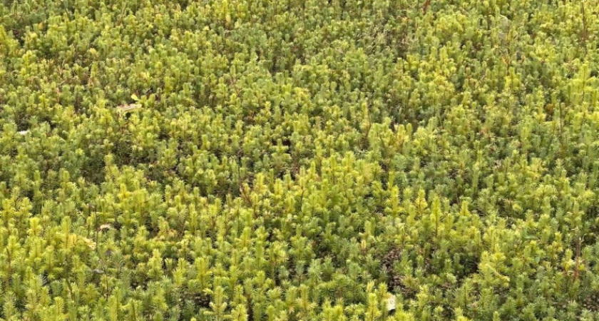 Из Коми на Урал отправили почти миллион сеянцев хвойных деревьев