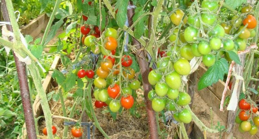 «Апельсиновая груша»: Редкий сорт томатов, который стоит поискать каждому огороднику