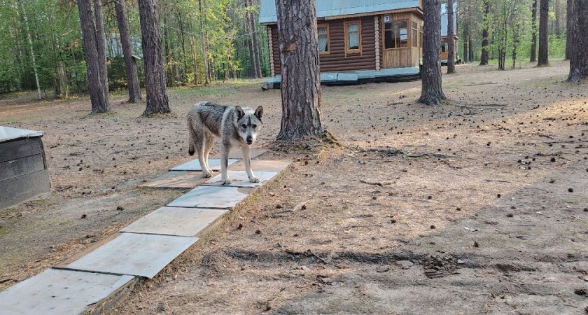 Предадут и не раз: почему нельзя доверять собакам, даже если они члены семьи