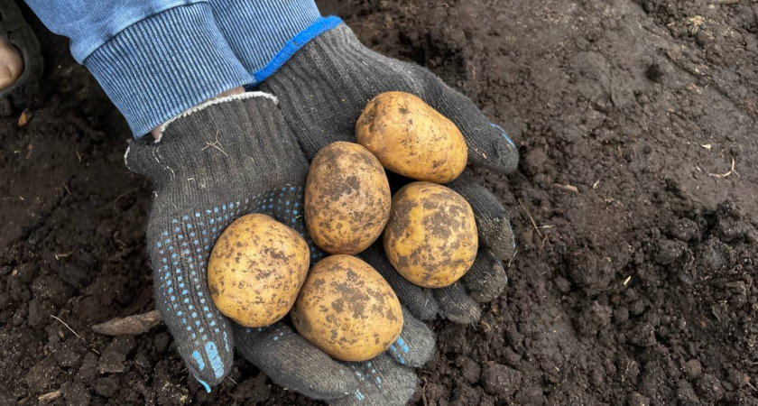4 сорта картофеля, которые разочаруют даже опытного огородника: пресные, «картонные» и невкусные