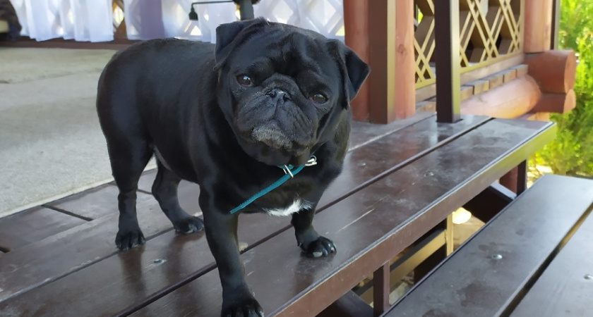 Почему домашних собак нельзя кормить сырым мясом и ещё 10 продуктов с нашего стола, которые подорвут их здоровье