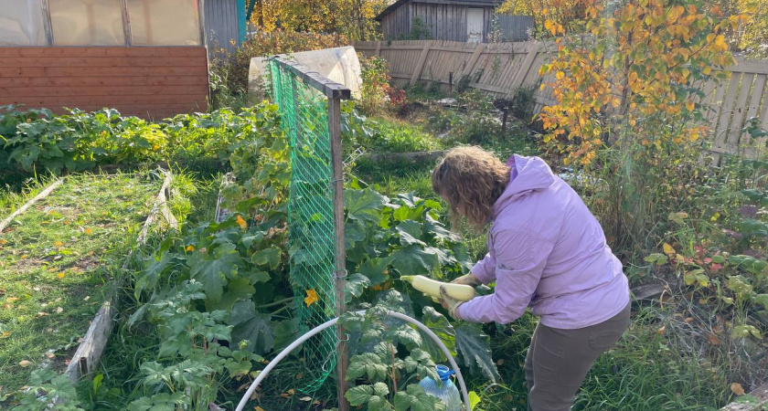 Мой проверенный список из 5 культур для подзимнего посева: Секрет раннего урожая