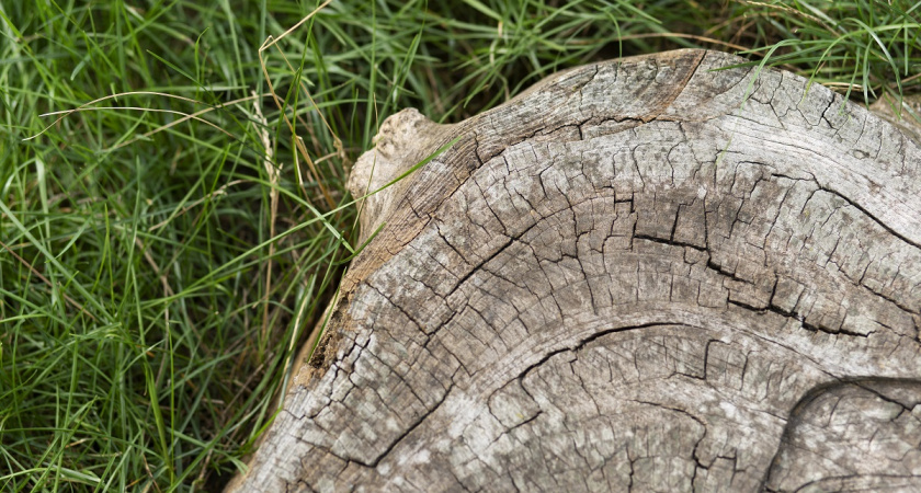 Азиатская смекалка: Китайцы научились удалять пни на участке за 10 минут — быстро и действенно