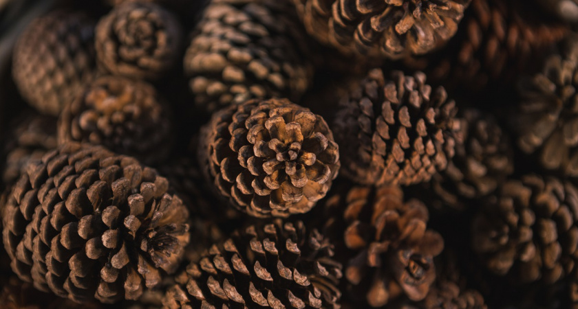 Умный дачник научил набирать домой шишки. Вот как использую их в быту — отходы на вес золота