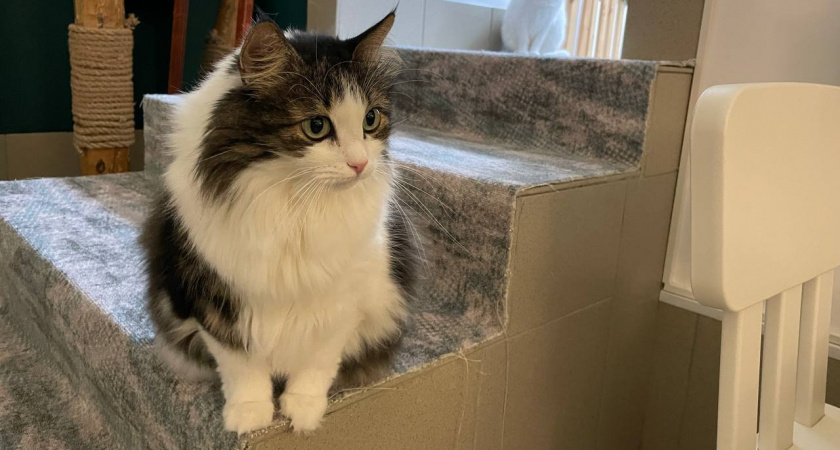 Тихое прощание: Как понять, что кошка готовится уйти, и помочь ей с достоинством