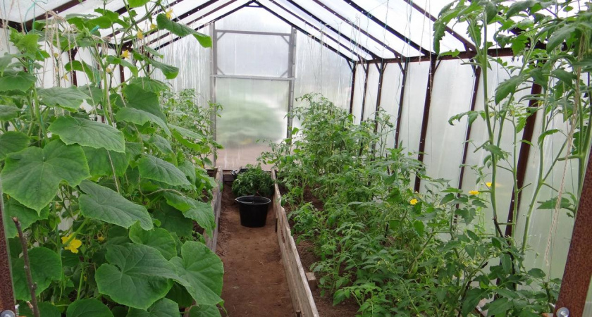 Гениальный обогрев теплицы без электричества: Лайфхак от опытных дачников