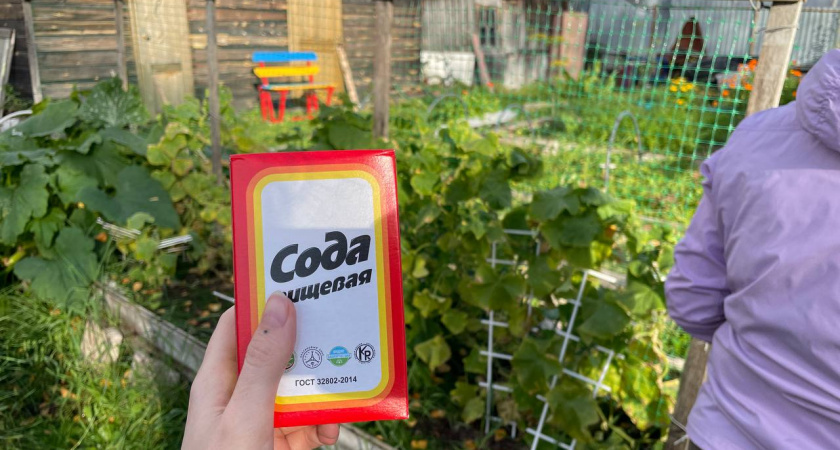 Революция в очистке выгребных ям: 2 био-средства, которые заменят ассенизаторов