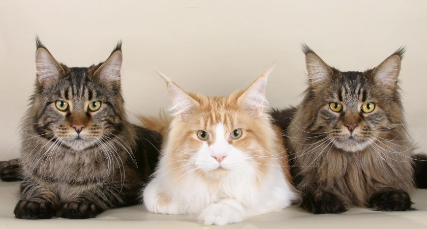 5 недостатков мейн-кунов, о которых молчат владельцы: все нюансы ухода и содержания